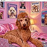 animal, bed, cd_player, cute, decor, dog, furniture, hair_clip, hamster, indoor, lamp, laptop, pet, pink, poodle, portrait, remote_control, room, sunglasses, wall_art