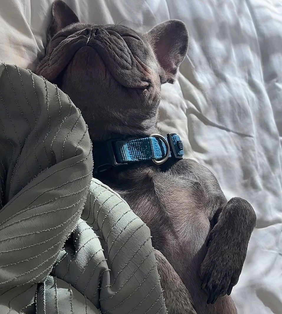 Blue joined the competition — help win amazing prizes! dog, french_bulldog, sleeping, bed, blanket, collar, paw, fur, snout, ear, nap, cozy, indoor, portrait, close_up, relaxed, pet, textured_blanket, soft_light, whiskers