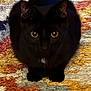 Nova is registered to the contest to win money with this photo: black_cat, cat, closeup, cozy, curious, domestic_animal, ears, feline, fur, home, indoor, looking_at_camera, paws, pet, portrait, rug, shaggy_rug, sitting, whiskers, yellow_eyes