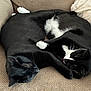 Nova joined the competition — help win amazing prizes! black_cat, cat, close_up, couch, cozy, cuddling, cushion, domestic_animal, feline, fur, furniture, indoor, nap, pair, paws, pet, relaxed, sleeping, tuxedo_cat, whiskers