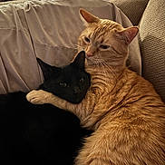 Nova is registered to the contest to win money with this photo: cat, orange_cat, black_cat, couch, snuggling, cozy, feline, pets, indoor, fur, relaxing, embrace, animal, domestic, companion, resting, cute, friendship, home, comfort