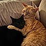 cat, orange_cat, black_cat, couch, snuggling, cozy, feline, pets, indoor, fur, relaxing, embrace, animal, domestic, companion, resting, cute, friendship, home, comfort