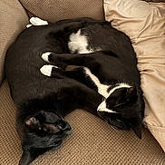 Nova is registered to the contest to win money with this photo: black_cat, cat, cats, close_up, companionship, couch, cozy, curled_up, cushion, fur, indoor, nap, paws, pet, pillow, relaxed, sleeping, sofa, tuxedo_cat, whiskers