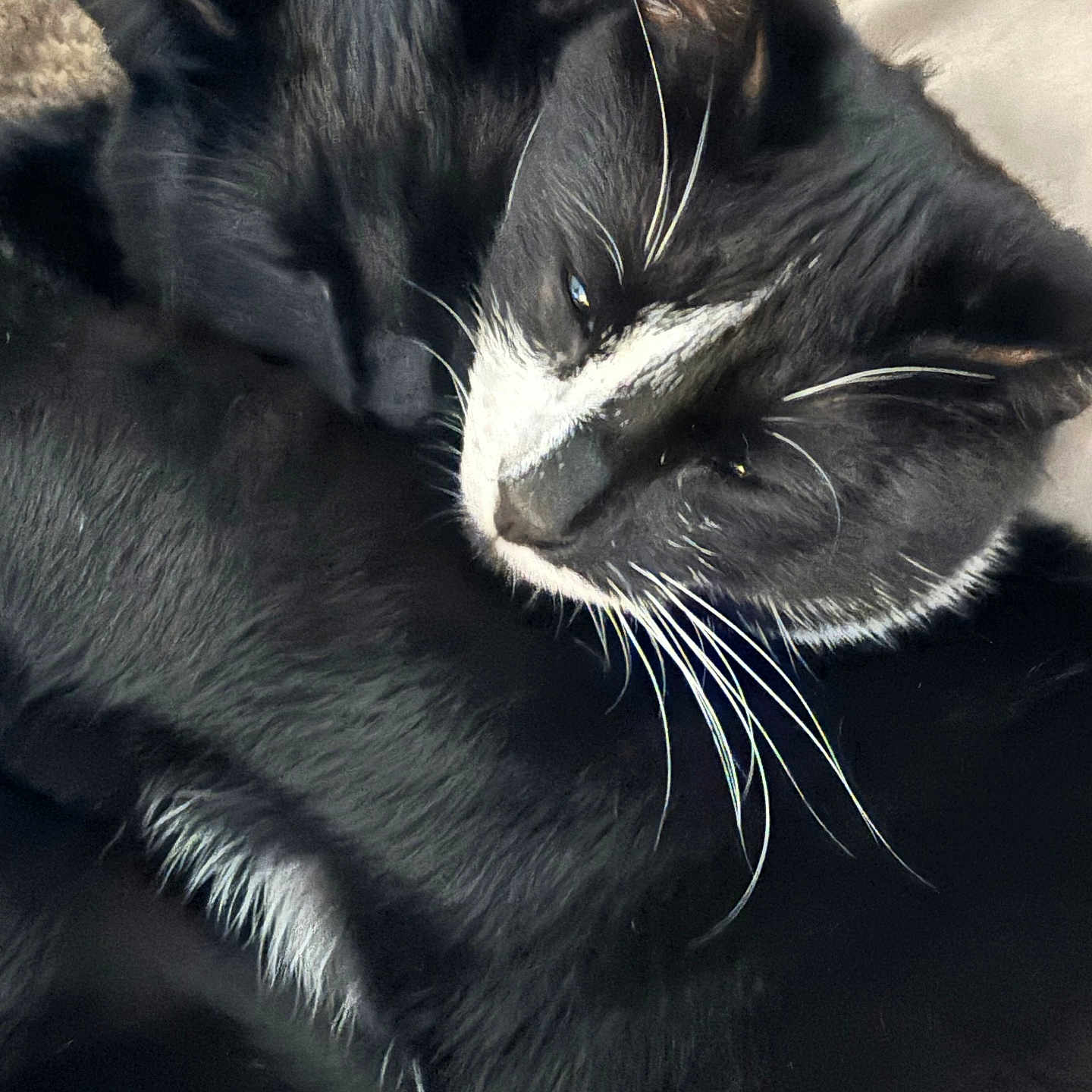 Rico And Nova
