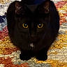 alert, animal, black_cat, carpet, cat, colorful, dark_fur, ears, feline, front_view, golden_eyes, home, indoor, paws, pet, portrait, rug, sitting, textured, whiskers