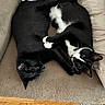 animal, black_and_white, black_cat, cat, cats, couch, cozy, cushion, fur, green_eyes, indoors, lying_down, pet, playful, sleeping, sofa, tuxedo_cat, whiskers, white_cat, wooden_floor