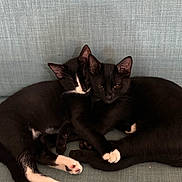Rico And Nova is registered to the contest to win money with this photo: animal_photography, black_cats, cats, couch, cozy, cuddling, ears, feline, indoors, kitten, kittens, paws, pets, portrait, relaxed, short_hair, sleeping, tuxedo_cat, whiskers, white_markings