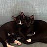 animal_photography, black_cats, cats, couch, cozy, cuddling, ears, feline, indoors, kitten, kittens, paws, pets, portrait, relaxed, short_hair, sleeping, tuxedo_cat, whiskers, white_markings