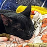 animal, bed, black_cat, blanket, cat, close_up, colorful, cozy, ears, eyes, fleece, fur, indoors, nose, pet, portrait, relaxed, resting, sleeping, whiskers