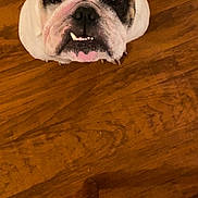 Spike is registered to the contest to win money with this photo: bulldog, dog, pet, indoor, wood_floor, chair_leg, looking_up, white_dog, black_patch, close_up, animal, cute, canine, flooring, domestic_animal, portrait, sitting, companionship, friendly, household