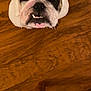 bulldog, dog, pet, indoor, wood_floor, chair_leg, looking_up, white_dog, black_patch, close_up, animal, cute, canine, flooring, domestic_animal, portrait, sitting, companionship, friendly, household