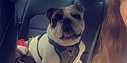 Spike joined the competition — help win amazing prizes! bulldog, dog, pet, car_interior, back_seat, harness, animal, tongue_out, leather_seat, person, long_hair, sunlight, window, seat_belt, travel, companion, cute, smiling, indoor, daylight