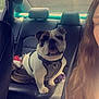bulldog, dog, pet, car_interior, back_seat, harness, animal, tongue_out, leather_seat, person, long_hair, sunlight, window, seat_belt, travel, companion, cute, smiling, indoor, daylight
