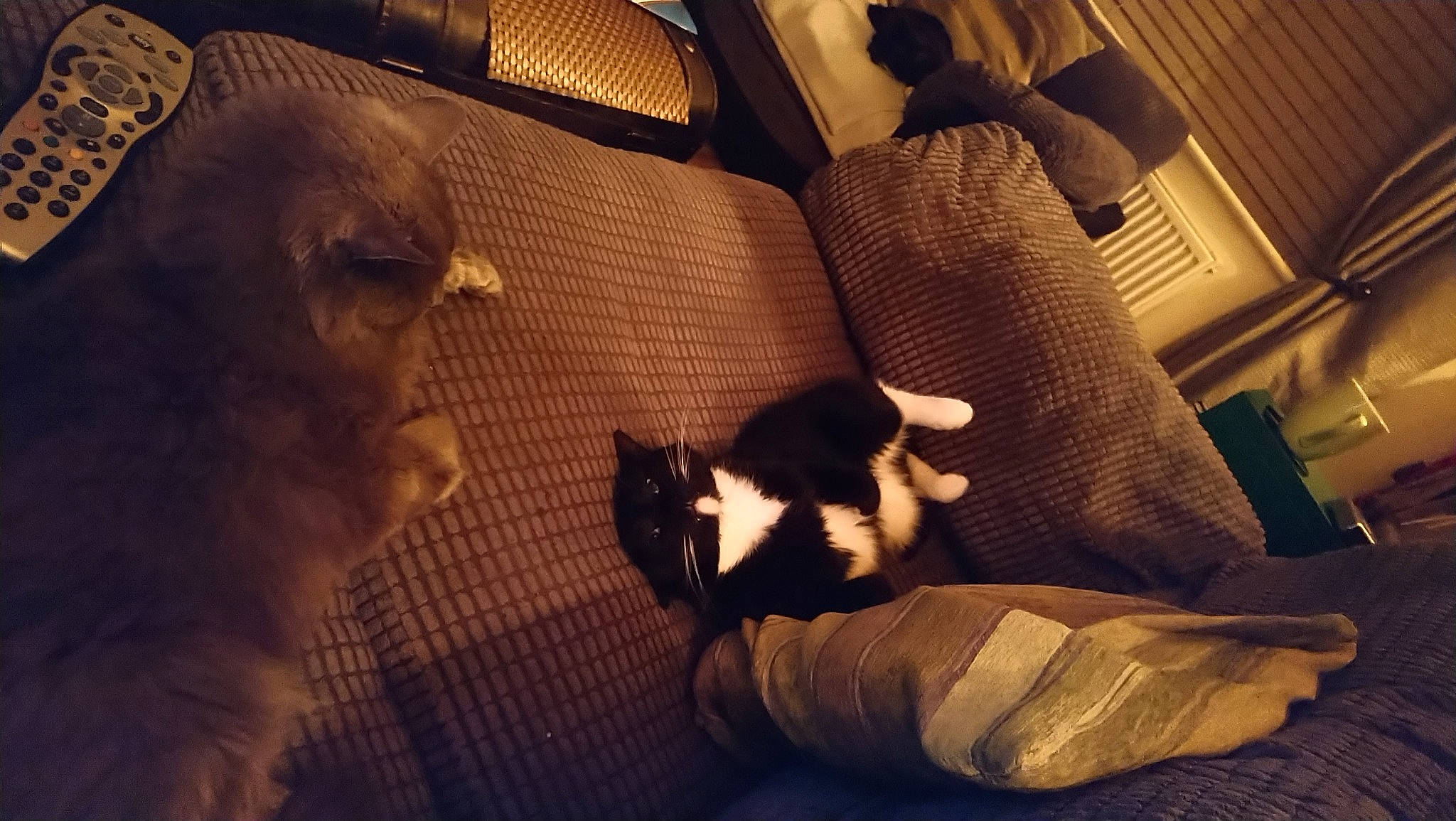 Bella is registered to the contest to win money with this photo: armrest, automotive_design, carnivore, cat, chair, comfort, companion_dog, darkness, fawn, felidae, flooring, formal_wear, fur, hardwood, human_leg, room, small_to_medium_sized_cats, tints_and_shades, whiskers, wood