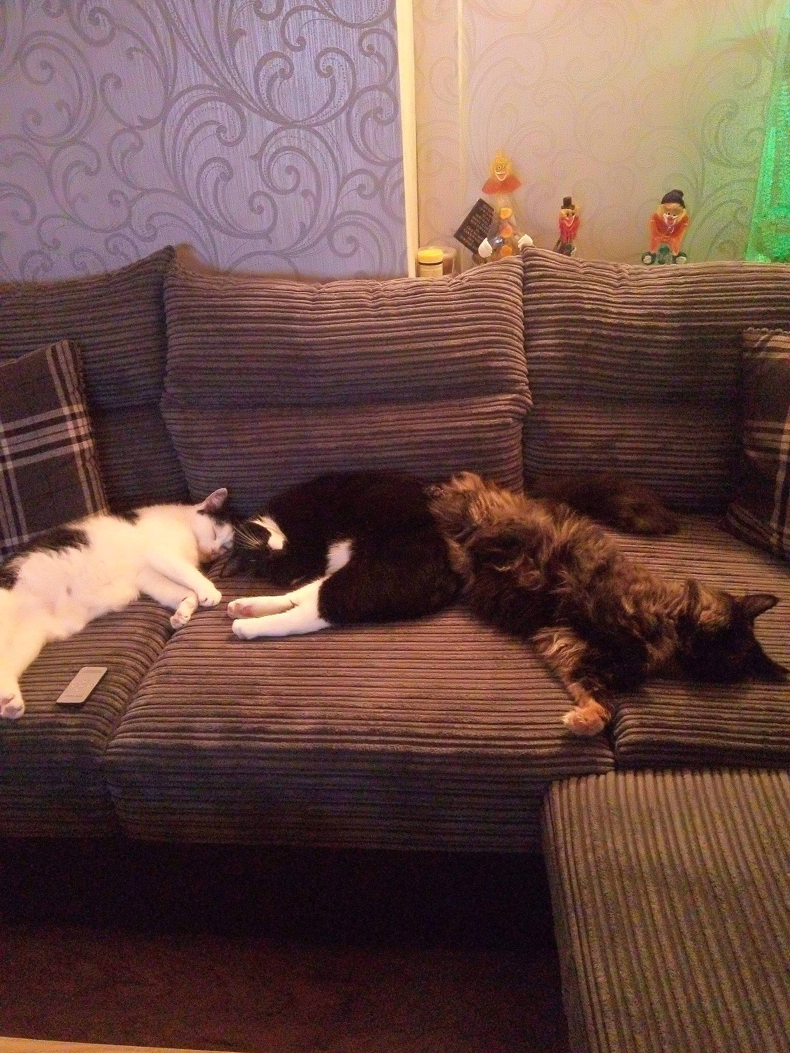 Luna And Giz joined the competition — help win amazing prizes! brown, carnivore, cat, cloud, comfort, companion_dog, couch, dog, felidae, floor, flooring, grey, hardwood, interior_design, mammal, small_to_medium_sized_cats, tints_and_shades, tree, vertebrate, wood