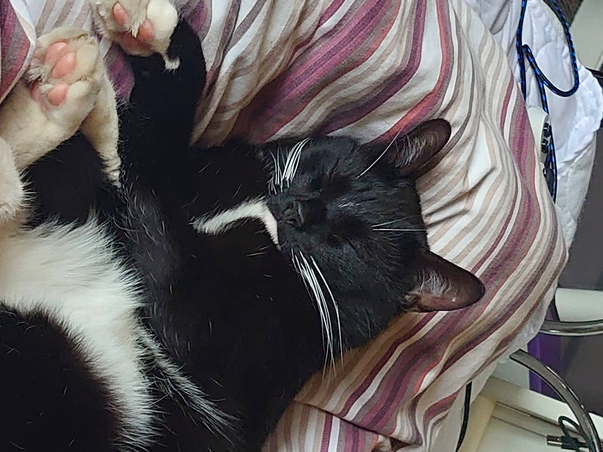 Luna And Giz is registered to the contest to win money with this photo: art, carmine, carnivore, cat, comfort, companion_dog, dog_breed, eye, eyelash, fashion_accessory, felidae, fur, gesture, human_leg, mammal, small_to_medium_sized_cats, snout, tail, textile, whiskers