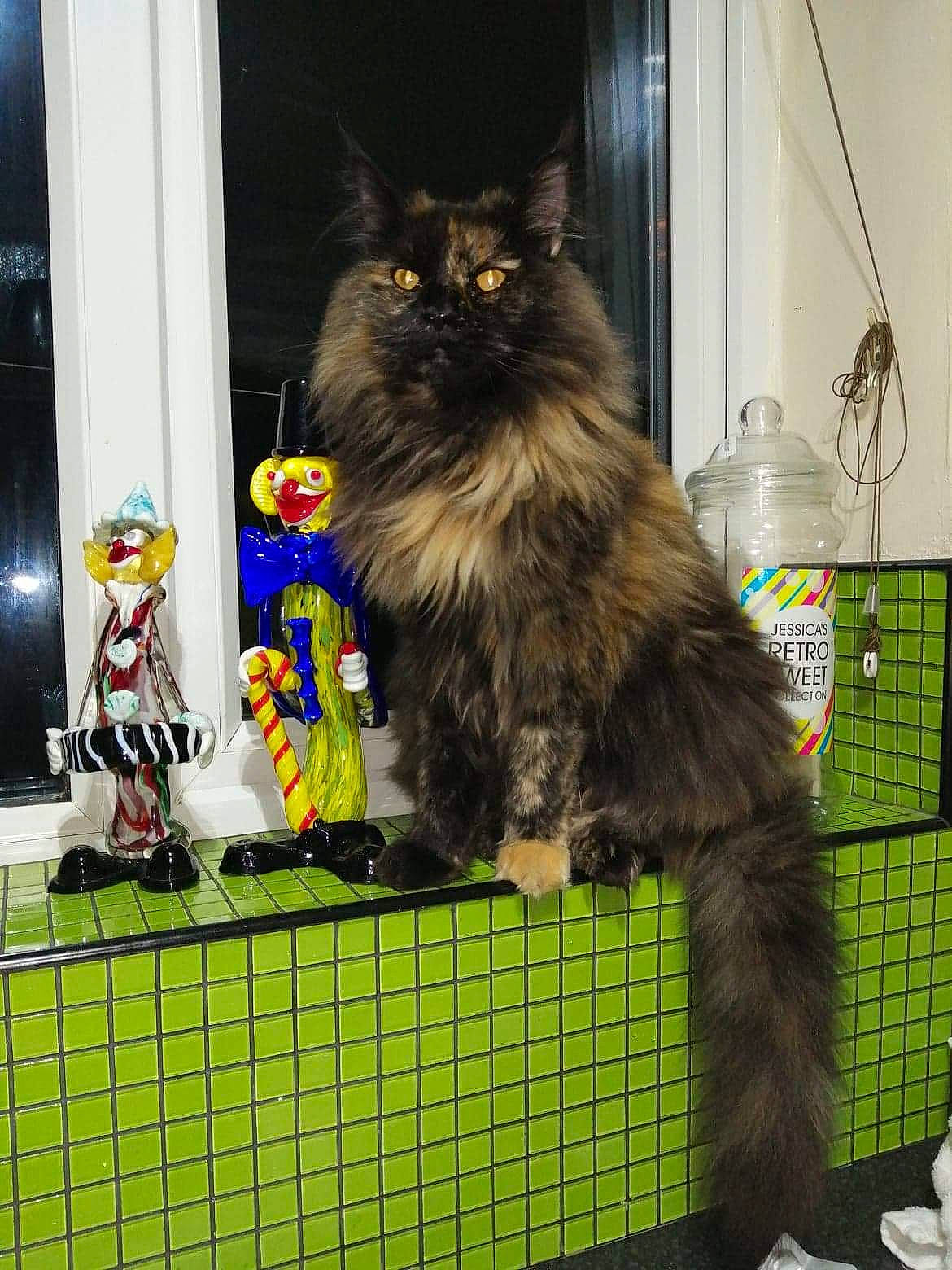 Luna is registered to the contest to win money with this photo: box, carnivore, cat, felidae, fur, grass, mesh, small_to_medium_sized_cats, snout, tail, toy, whiskers