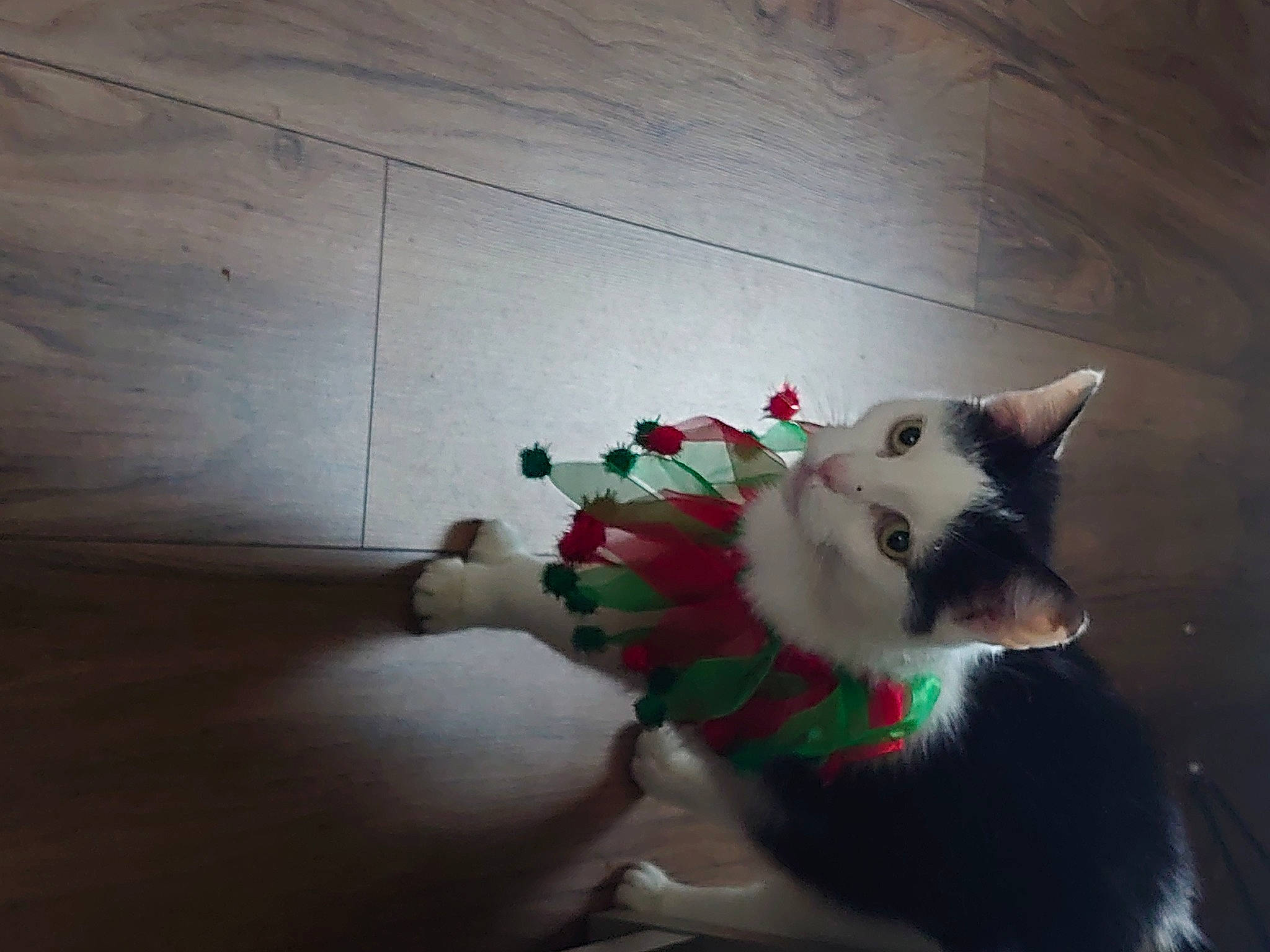 Petal is registered to the contest to win money with this photo: carmine, carnivore, cat, felidae, flooring, flower, flowerpot, fur, hardwood, paw, petal, plant, sky, small_to_medium_sized_cats, snout, tail, tints_and_shades, whiskers, window, wood