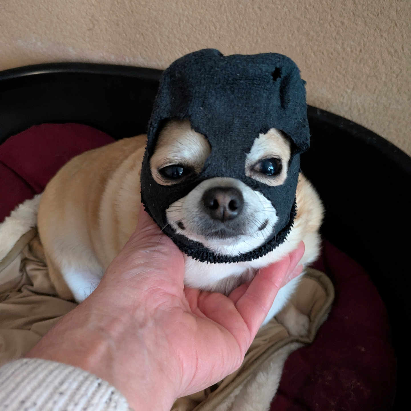 Gromolo