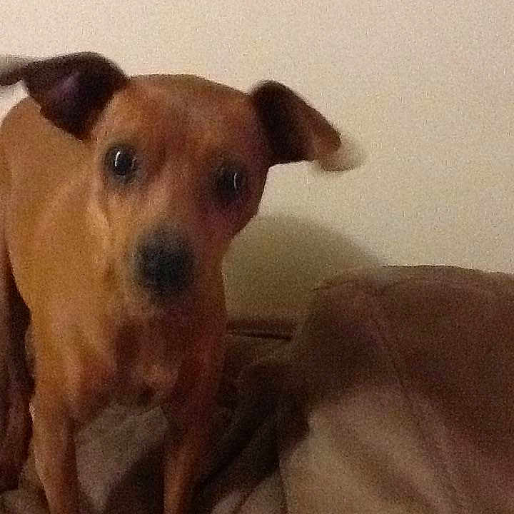 Gracie is registered to the contest to win money with this photo: