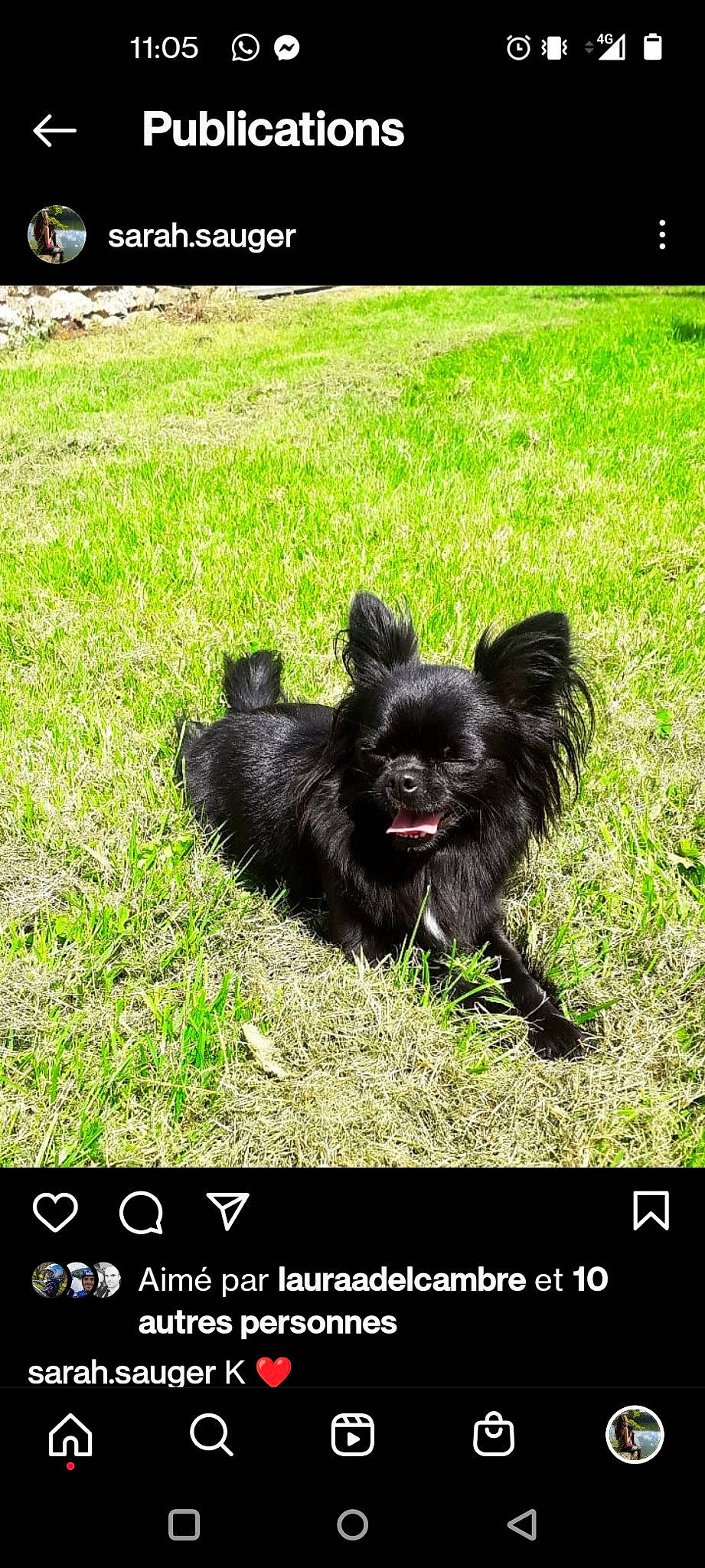 Kally participe au concours pour gagner de l'argent avec cette photo : carnivore, companion_dog, dog, dog_breed, dog_supply, font, fur, grass, groundcover, lawn, liver, photo_caption, plant, small_terrier, soil, tail, terrier, toy_dog, water_dog, working_animal