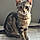 Nala