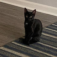 Oreo is registered to the contest to win money with this photo: black_cat, cat, pet, indoor, striped_rug, floor, wooden_floor, wall, animal, feline, sitting, looking, eyes, ears, domestic_cat, curious, quiet, home, cozy, background