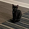 animal, background, black_cat, cat, cozy, curious, domestic_cat, ears, eyes, feline, floor, home, indoor, looking, pet, quiet, sitting, striped_rug, wall, wooden_floor