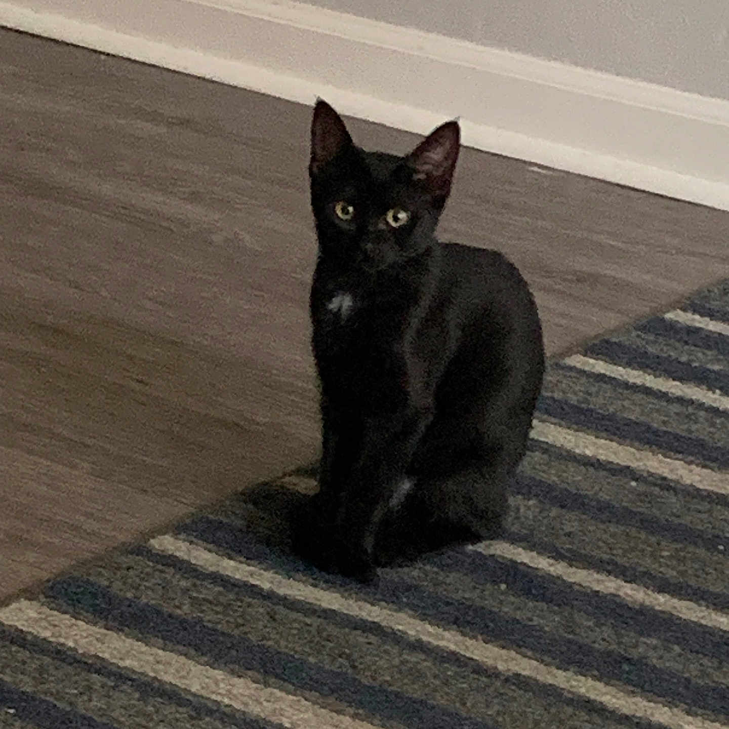 Oreo