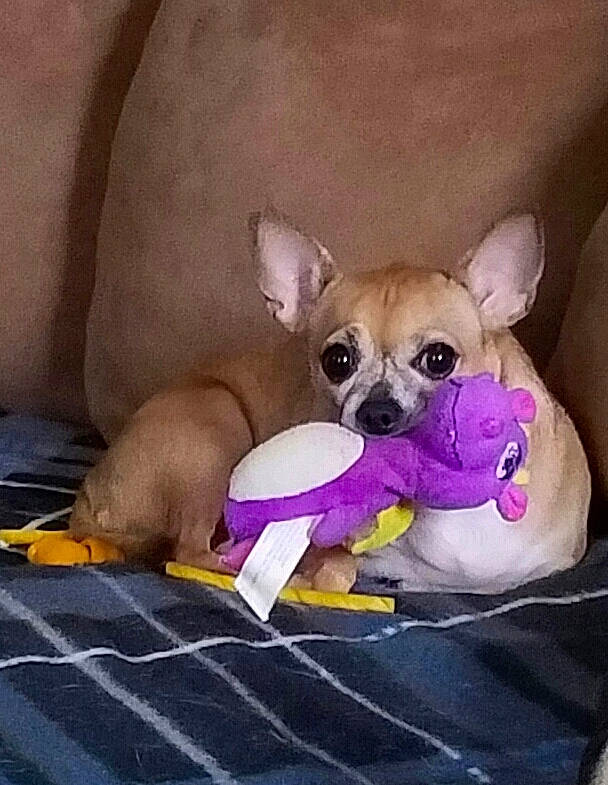 Beka joined the competition — help win amazing prizes! carnivore, chihuahua, comfort, companion_dog, dog, dog_breed, dog_clothes, dog_supply, ear, fawn, felidae, paw, pet_supply, pink, snout, stuffed_toy, tail, toy_dog, whiskers, working_animal