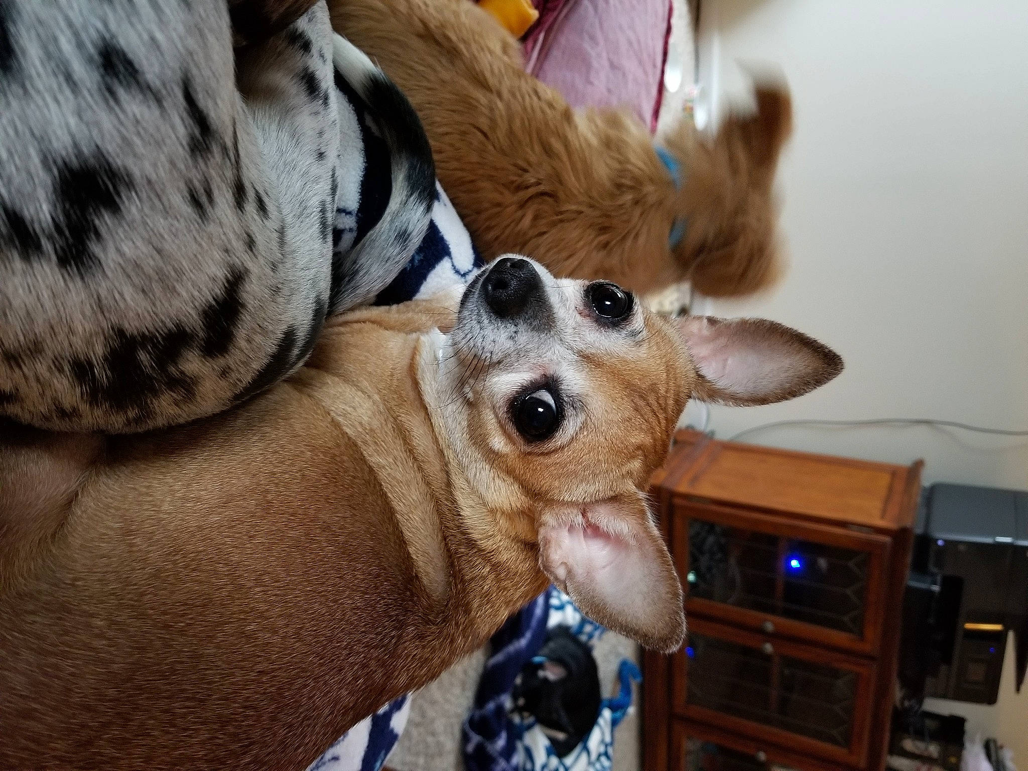Beka is registered to the contest to win money with this photo: canidae, carnivore, chihuahua, collar, companion_dog, dog, dog_breed, dog_collar, ear, eyewear, fawn, fur, paw, snout, sporting_group, sunglasses, toy_dog, whiskers, wood, working_animal
