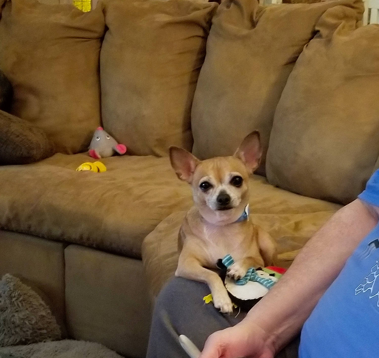 Beka joined the competition — help win amazing prizes! canidae, carnivore, chair, chihuahua, comfort, companion_dog, couch, dog, dog_breed, dog_supply, fawn, fur, furniture, pet_supply, snout, sporting_group, terrestrial_animal, toy_dog, whiskers, working_animal