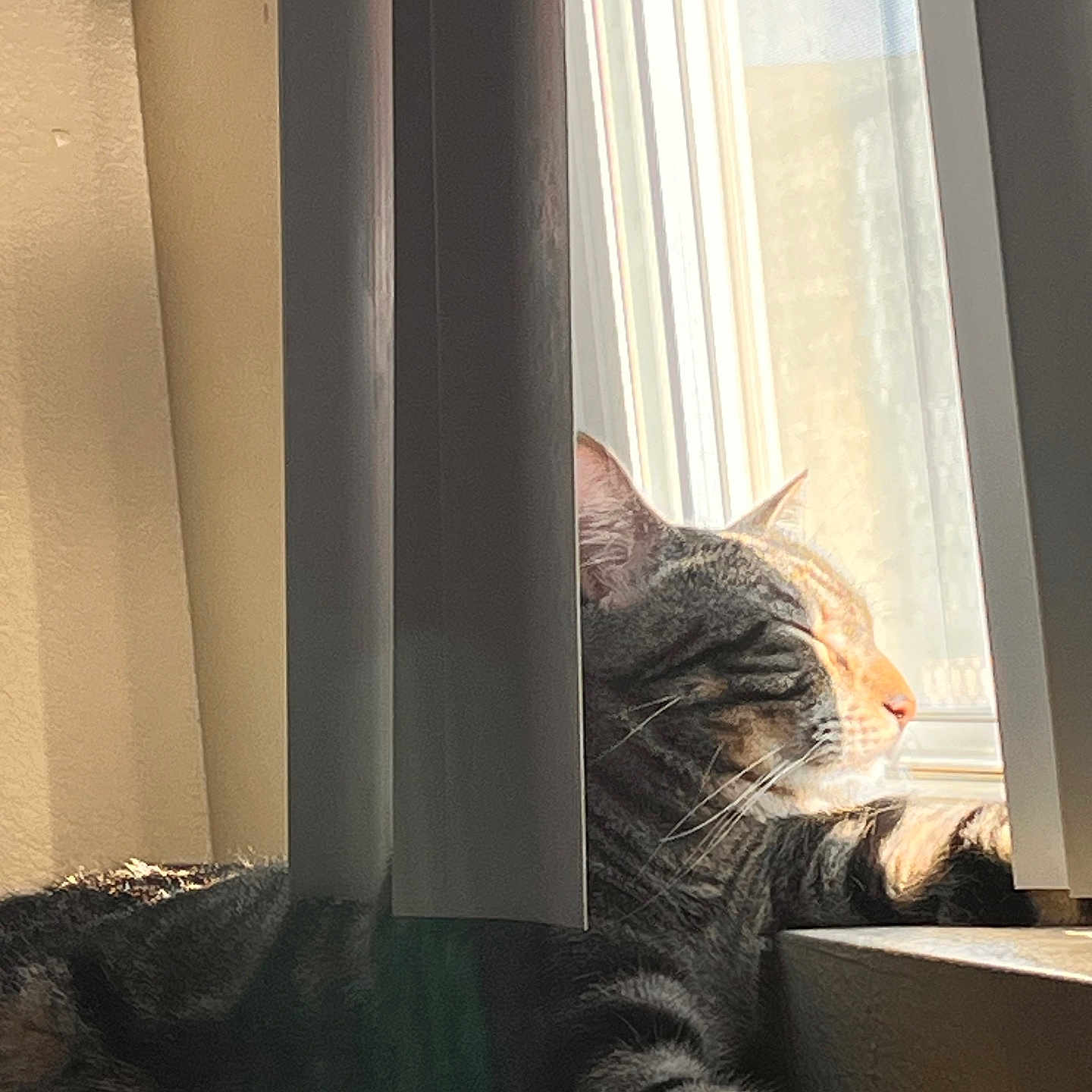 Milo joined the competition — help win amazing prizes! animal, cat, cozy, domestic, feline, fur, home, indoor, paw, peaceful, pet, quiet, relaxation, resting, sleepy, sunlight, tabby_cat, vertical_blinds, whiskers, window