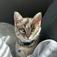 Moon joined the competition — help win amazing prizes! animal, bell, blanket, cat, collar, cozy, cute, ears, eyes, feline, fur, indoor, kitten, light, pet, portrait, soft, tabby, whiskers, young