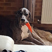 Umour a rejoint le concours — aidez-le/la à gagner de superbes lots ! animal, blanket, brick_wall, carrot, curtain, dog, domestic, ears, floor, fur, indoor, large_dog, lying_down, mouth, muzzle, pet, radiator, resting, spotted, toy