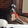 animal, blanket, brick_wall, carrot, curtain, dog, domestic, ears, floor, fur, indoor, large_dog, lying_down, mouth, muzzle, pet, radiator, resting, spotted, toy