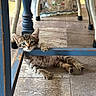 Fitz joined the competition — help win amazing prizes! kitten, cat, animal, pet, floor, tile, wooden_chair, blue_paint, paw, playful, curious, indoor, furniture, young, fur, striped, whiskers, ears, claw, relaxed