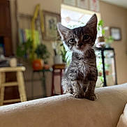 Fitz joined the competition — help win amazing prizes! kitten, cat, tabby, pet, indoor, couch, furniture, plant, blurred_background, curious, small, young, animal, mammal, whiskers, ears, sitting, looking, cozy, home