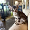 animal, blurred_background, cat, couch, curious, cute, domestic, ears, face, feline, furniture, indoor, kitten, mammal, pet, portrait, sitting, tabby, whiskers, young