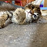 Fitz is registered to the contest to win money with this photo: kitten, cat, paw, fur, curious, close_up, indoor, floor, whiskers, eyes, playful, pet, animal, feline, young, cute, soft, relaxed, home, curiosity