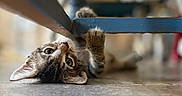 Fitz joined the competition — help win amazing prizes! cat, kitten, tabby, floor, chair, playful, paw, furniture, pet, animal, indoor, curious, young, whiskers, closeup, lying_down, looking, cute, domestic, soft_light