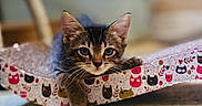 Fitz joined the competition — help win amazing prizes! animal, cat, cat_scratch_pad, close_up, colorful, curious, cute, domestic_cat, feline, focus, indoor, kitten, pattern, paw, pet, playful, relaxed, resting, tabby, young