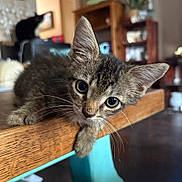 Fitz joined the competition — help win amazing prizes! animal, background, black_cat, cat, closeup, cozy, curious, ears, eyes, fur, furniture, home, indoor, kitten, mammal, pet, resting, whiskers, wooden_table, young