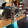 animal, background, black_cat, cat, closeup, cozy, curious, ears, eyes, fur, furniture, home, indoor, kitten, mammal, pet, resting, whiskers, wooden_table, young