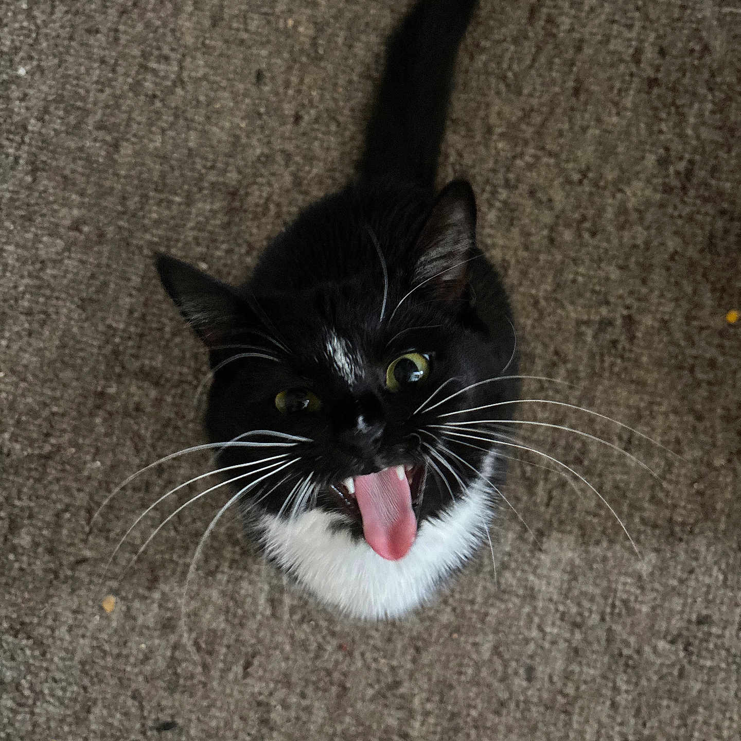 Mochi
