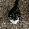 Mochi is registered to the contest to win money with this photo: animal, black_and_white, carpet, cat, close_up, curious, cute, domestic_cat, eyes, feline, fur, indoor, looking_up, mammal, pet, portrait, sitting, tail, tuxedo_cat, whiskers