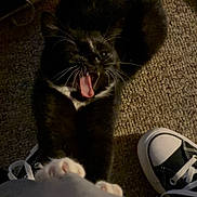 Mochi joined the competition — help win amazing prizes! animal, black_cat, carpet, casual, cat, claws, close_up, cozy, feline, indoor, paw, person, pet, playful, shoes, sneakers, stretching, whiskers, white_paws, yawning
