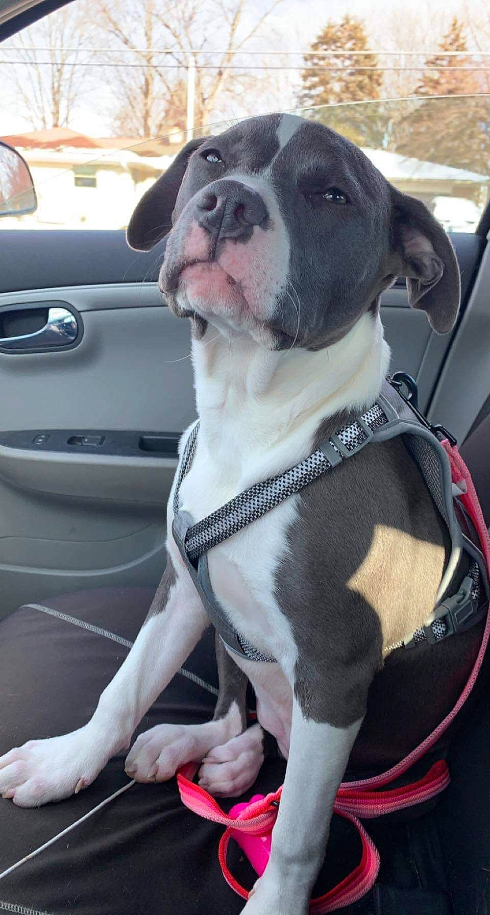 Ripley joined the competition — help win amazing prizes! auto_part, automotive_exterior, automotive_lighting, car, carnivore, collar, companion_dog, dog, dog_breed, dog_collar, door, fawn, fender, hood, motor_vehicle, snout, vehicle, vehicle_door, white, working_animal