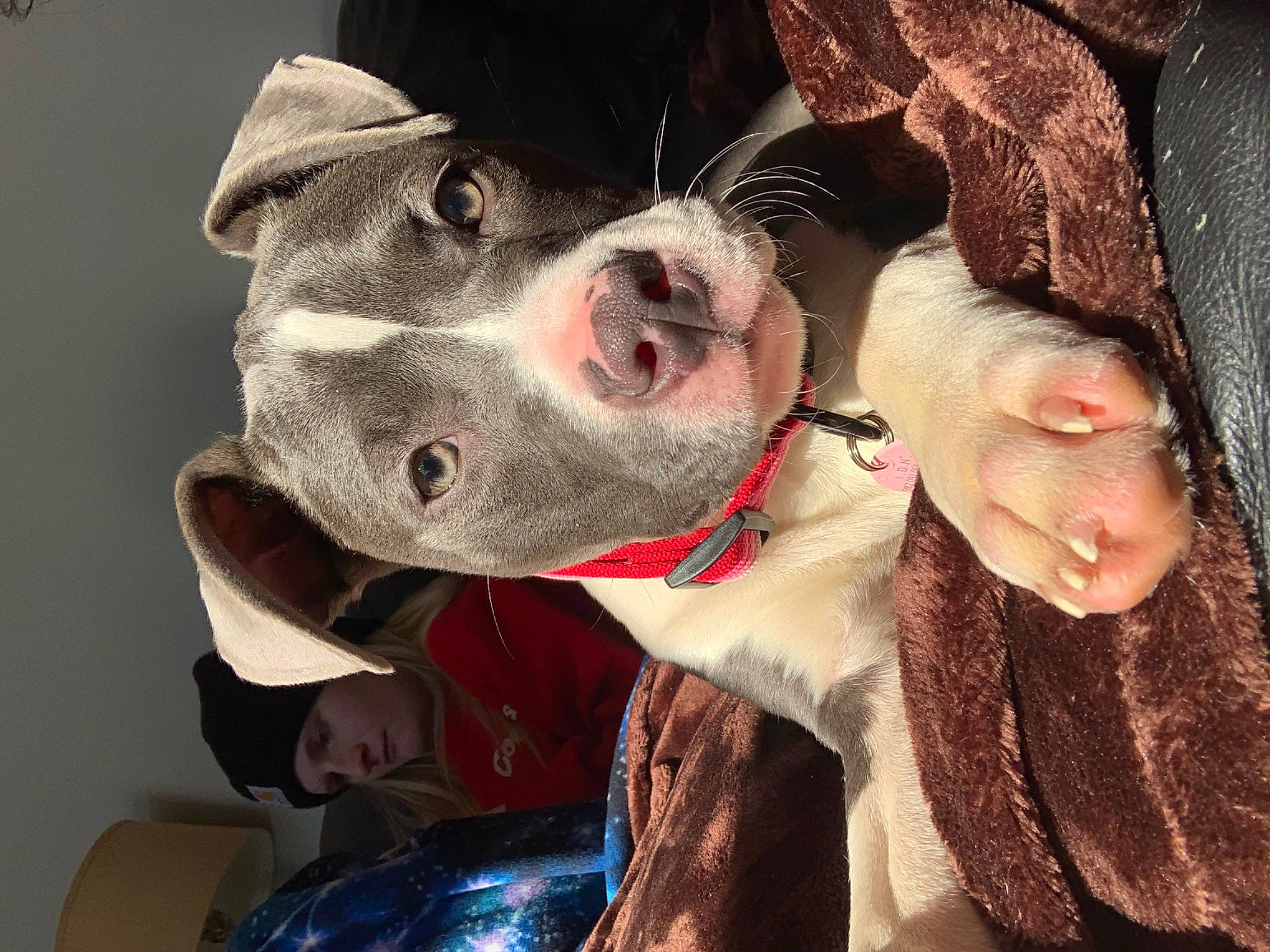 Ripley is registered to the contest to win money with this photo: canidae, carnivore, collar, companion_dog, dog, dog_breed, dog_collar, dog_supply, ear, fawn, fur, happy, jaw, non_sporting_group, selfie, snout, sporting_group, whiskers, working_animal