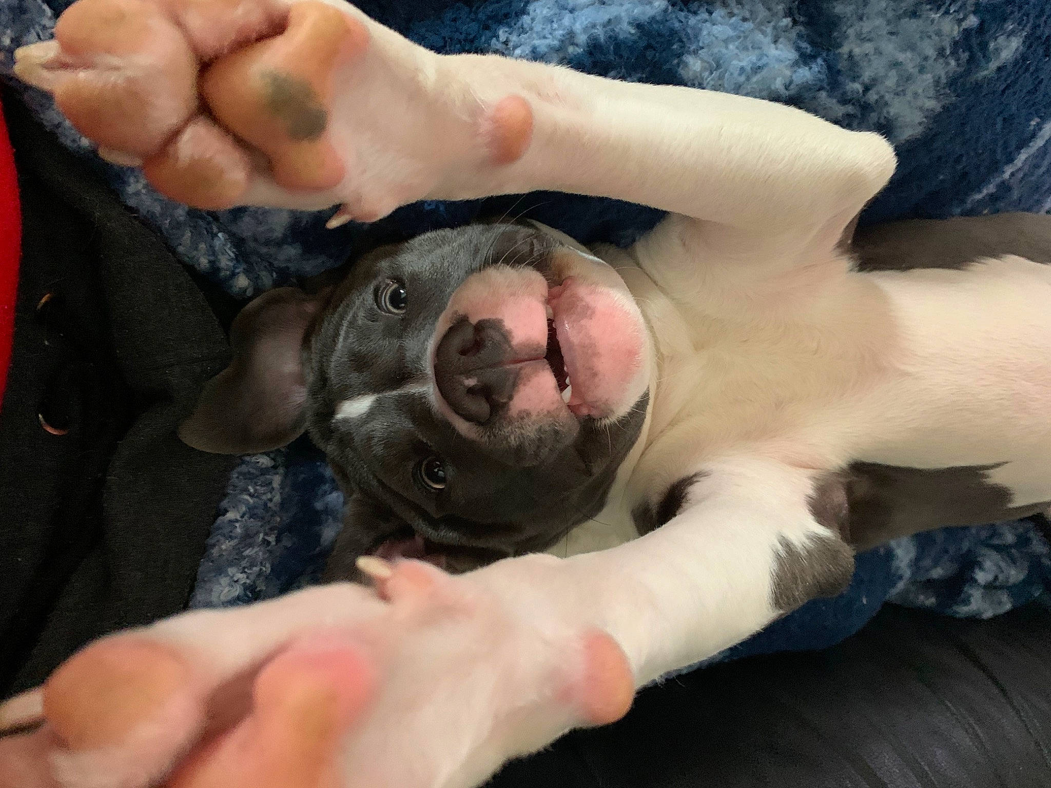 Ripley joined the competition — help win amazing prizes! carnivore, chest, comfort, companion_dog, dog, dog_breed, eye, fawn, finger, foot, gesture, hand, head, jaw, nail, snout, sunglasses, thumb, trunk, wrinkle